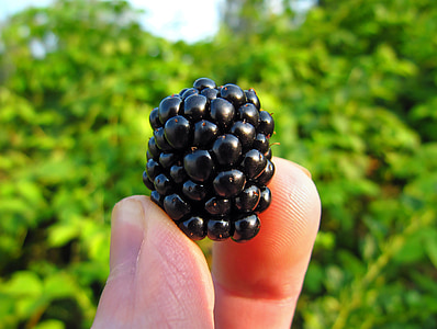 macro photo of person holding black berry thumbnail