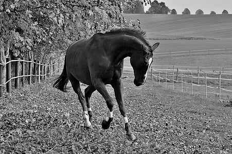 grayscale photograph of horse on ranch thumbnail