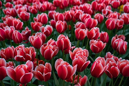 close up photography of pink tulips thumbnail