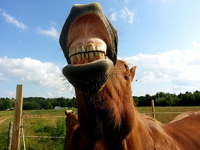 photo of brown horse thumbnail