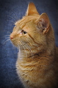 closeup photo of brown cat thumbnail