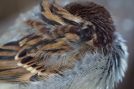 closeup photo of brown and gray feathers thumbnail