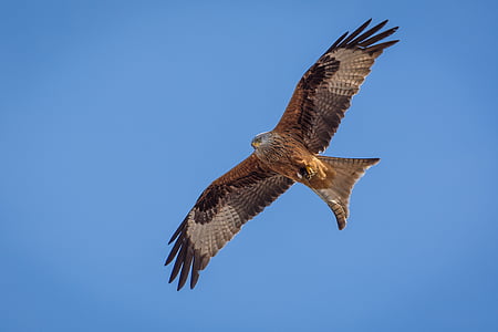 flying brown, black, and red bird thumbnail