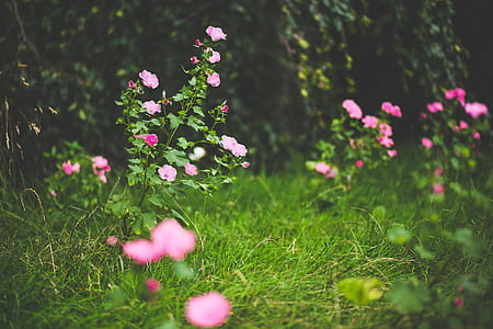 shallow focus of purple flowers thumbnail