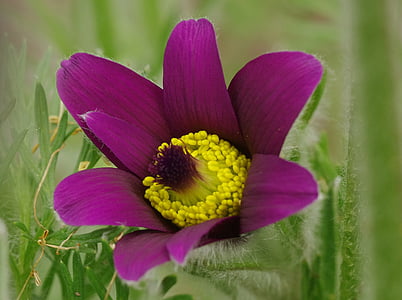 close-up photo of purple pasque flower thumbnail