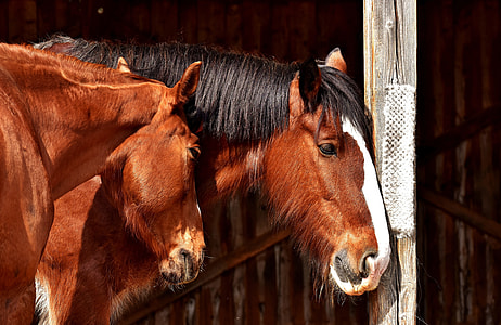 two brown horses in cage thumbnail