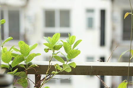 shallow focus photography of green plants thumbnail