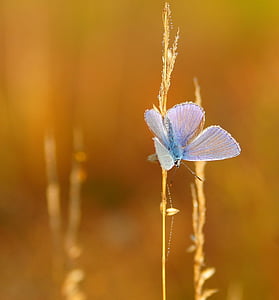 common blue butterfly on brown leaf thumbnail