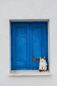short-furred white and brown cat beside blue wooden window thumbnail