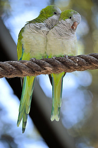 two green-and-white birds perched on brown rope thumbnail