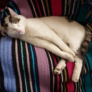 white and grey cat lying on sofa thumbnail