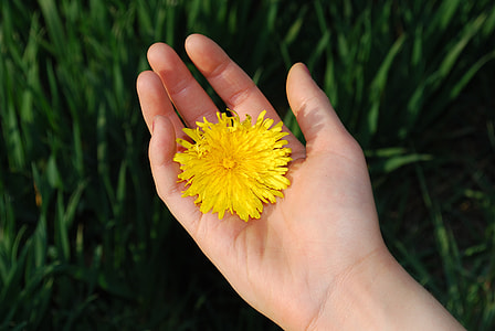 person holding yellow petaled flower during daytime thumbnail