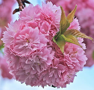 selective focus photo of pink cluster flower during daytime thumbnail