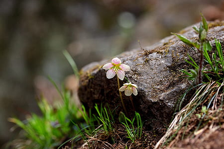 selective focus photography of flower beside trunk thumbnail