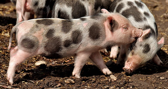 four black-and-grey piglets thumbnail