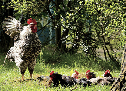 black and gray rooster thumbnail