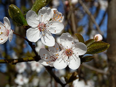 white cherry blossom flower thumbnail