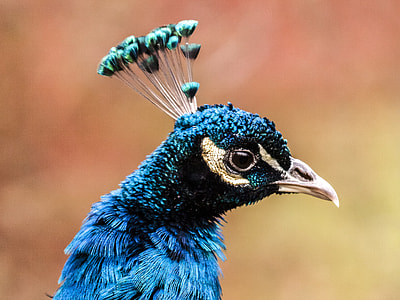 shallow focus photography of peacock thumbnail