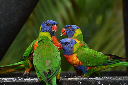 focus photography of four rainbow lorikeets perching on black concrete pavement thumbnail