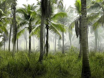 green palm trees during daytime thumbnail