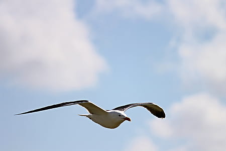 white and gray seagull flying under white clouds thumbnail