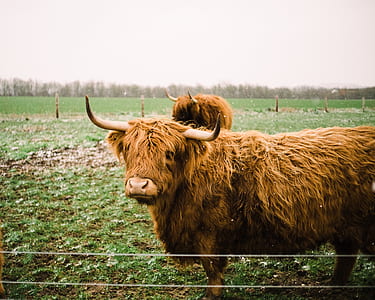 two yak on field thumbnail