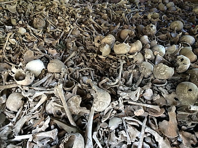 gray bone lot thumbnail