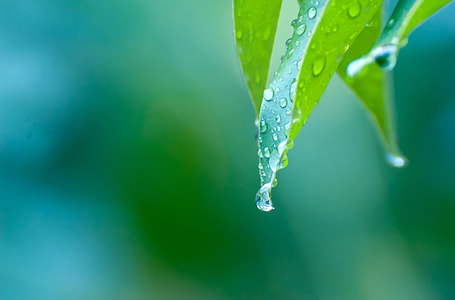 selective focus photography of dew'ed green leaf thumbnail