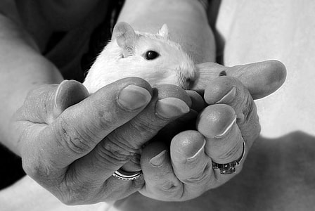 grayscale photo person holding white mice thumbnail