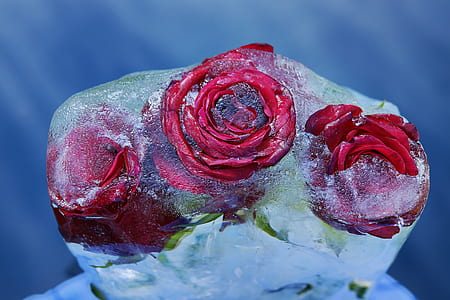 three frozen red roses thumbnail