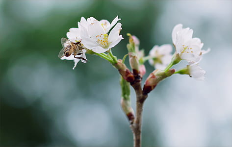 White Clustered Flowers With Bee On Top thumbnail