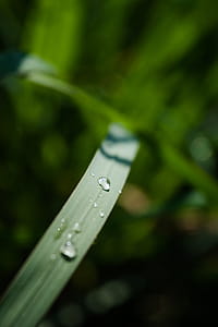 Macro Shot of Water Drops in Leaf Blade thumbnail