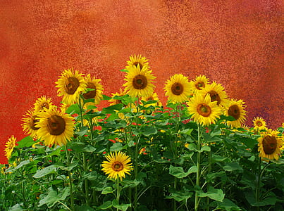 yellow sunflowers beside brown wall thumbnail
