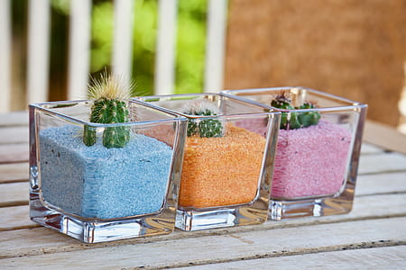 three green cactus plants thumbnail