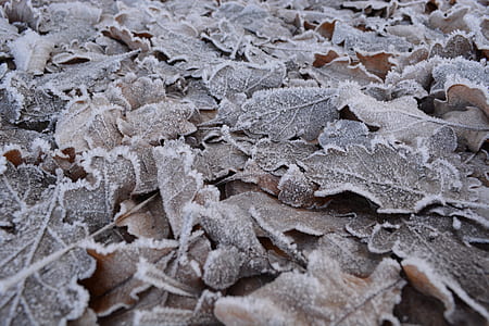 dried oak leaves with snow thumbnail
