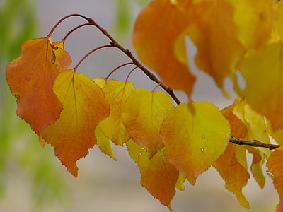 closeup photo of orange leafed plant thumbnail