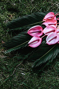 Colorful Exotic Flowers and Greenery thumbnail