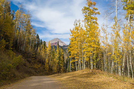 pine tree forest near mountain range under cumulus clouds thumbnail