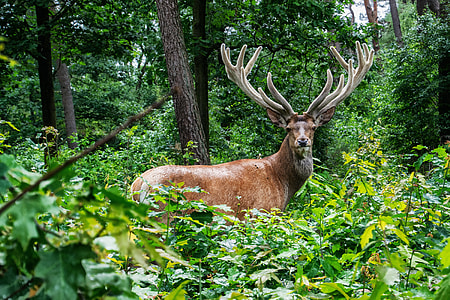 photo of deer standing near tree surrounded by plant during daytime thumbnail