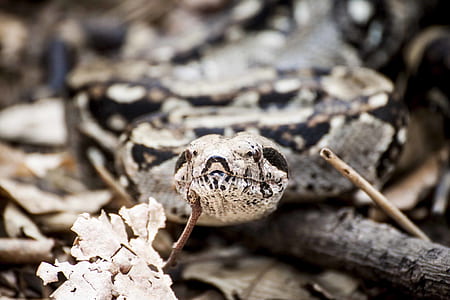 Photography of Gray and Brown Snake thumbnail