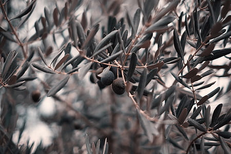 closeup photography of green leafed tree thumbnail