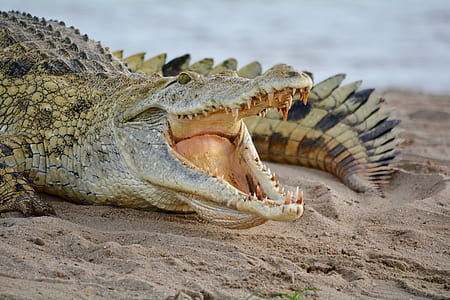 close up photo of crocodile thumbnail