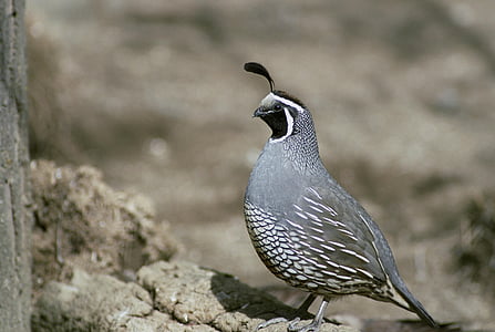 California quail standing on gray rock during daytime thumbnail