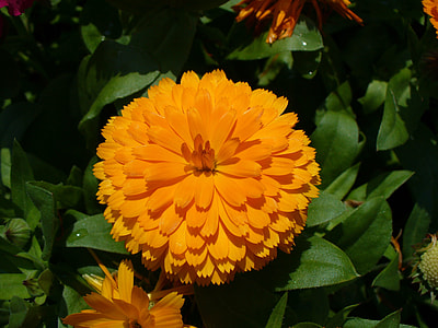 Calendula, Marigold thumbnail