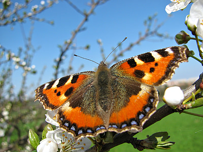 fritillary butterfly thumbnail