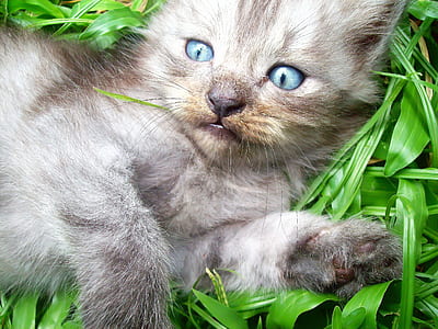 siamese kitten lying on green grass during daytime thumbnail
