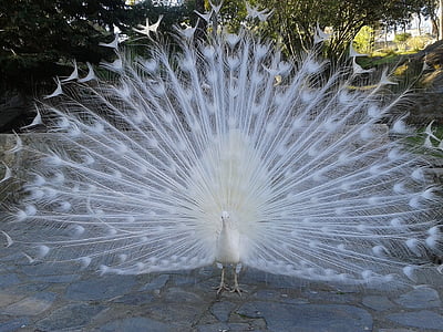 white peacock thumbnail