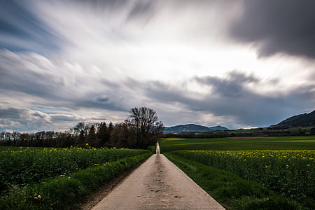 brown road between bed of flowers thumbnail