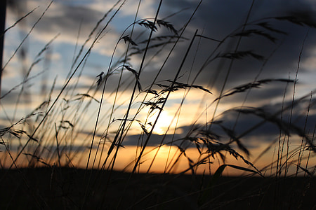 grass field during golden hour thumbnail