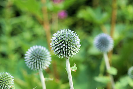 green petaled flower thumbnail